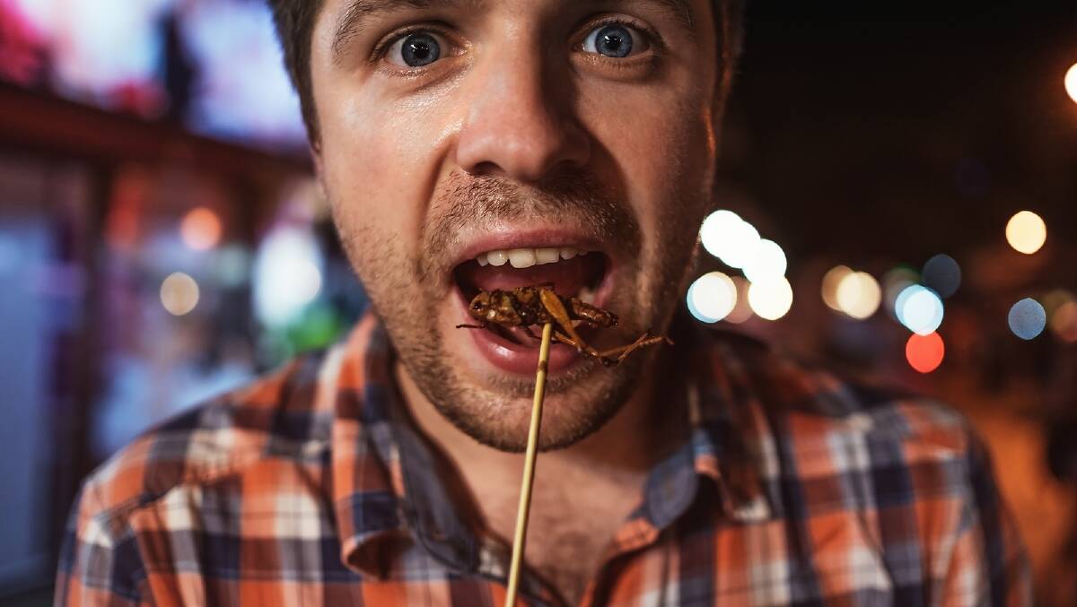 Crickets may cause allergic reactions in those people allergic to shellfish. Image Shutterstock.