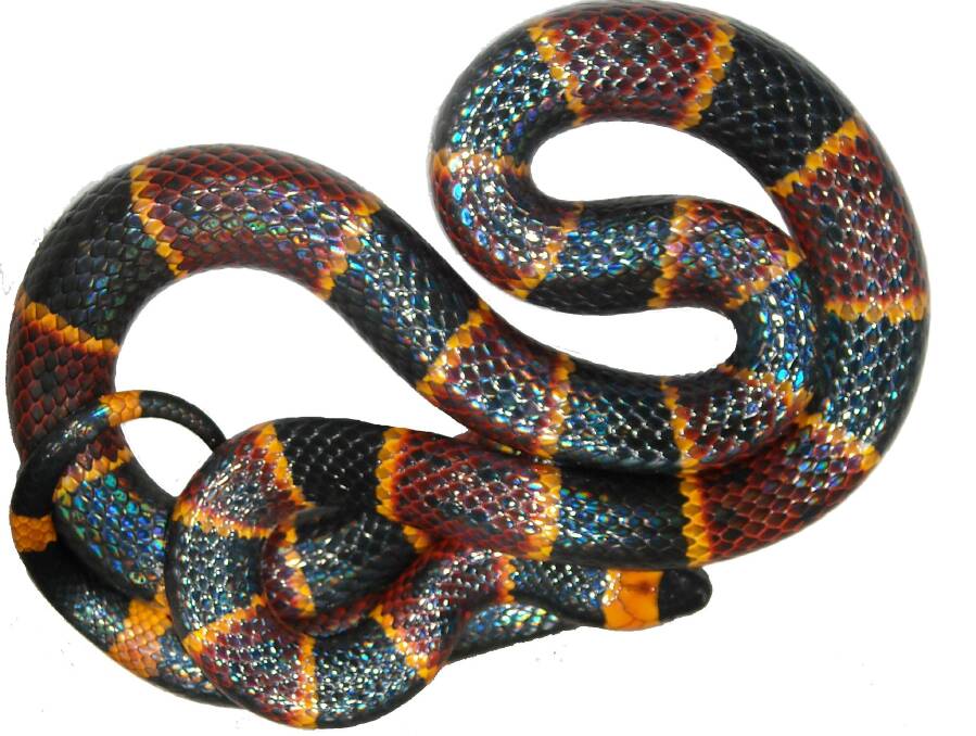 Unusual properties of the eastern coral snake's venom may lead to treatments for conditions such as Alzheimer's and Parkinson's.