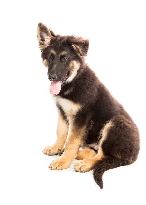 The German Shepherd is still a popular dog breed coming in sixth.