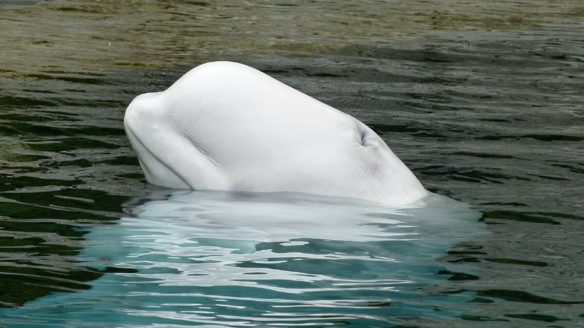 HOME SWEET HOME: Beluga whales are being welcomed to the world's first open water sanctuary.