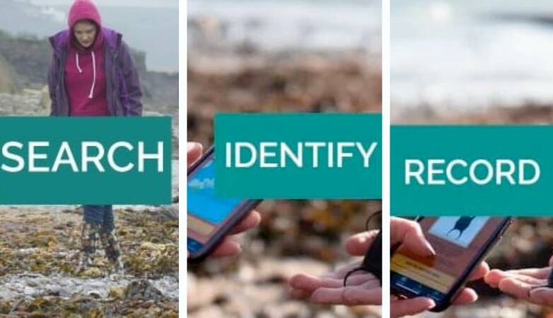 Recording your finds on the Shark Trust App is easy. Pictures courtesy of The Shark Trust. sup