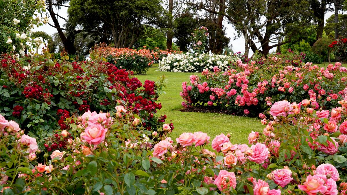 The Treloar rose garden - nature's beauty with a human design.