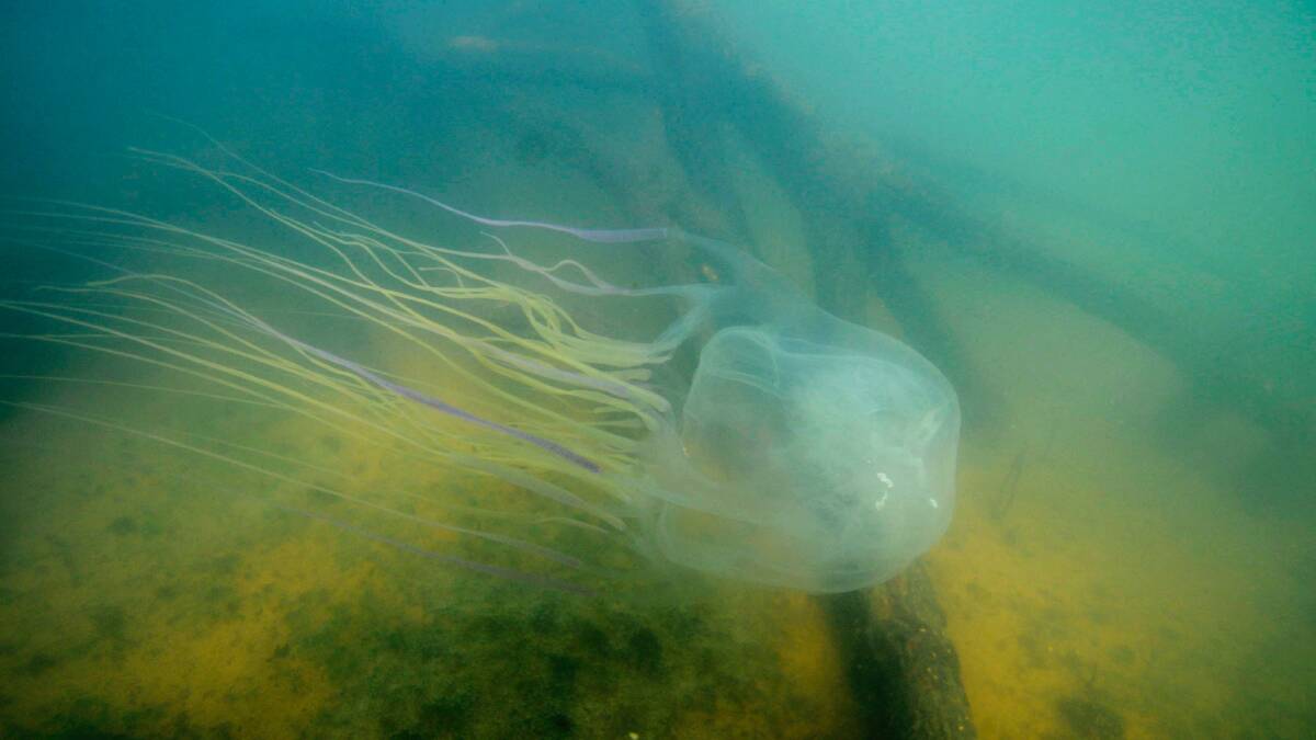 A box jellyfish sting can kill a human in minutes. Photo by Associate Professor Jamie Seymour, James Cook University.