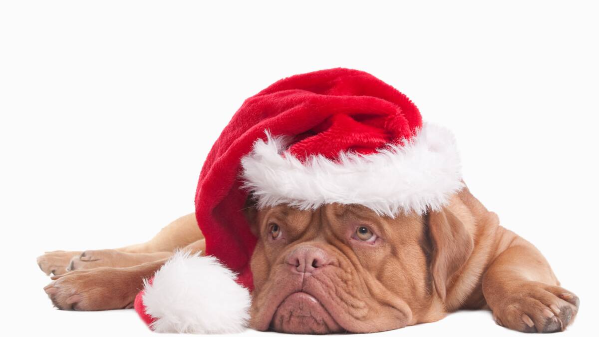 Your pet should have a happy Christmas too. Picture Shutterstock
