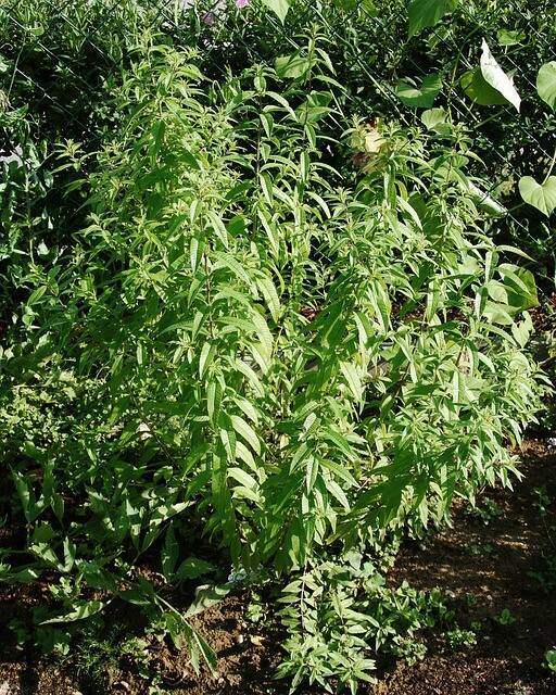 Lemon verbena will help repel insects from around your house.