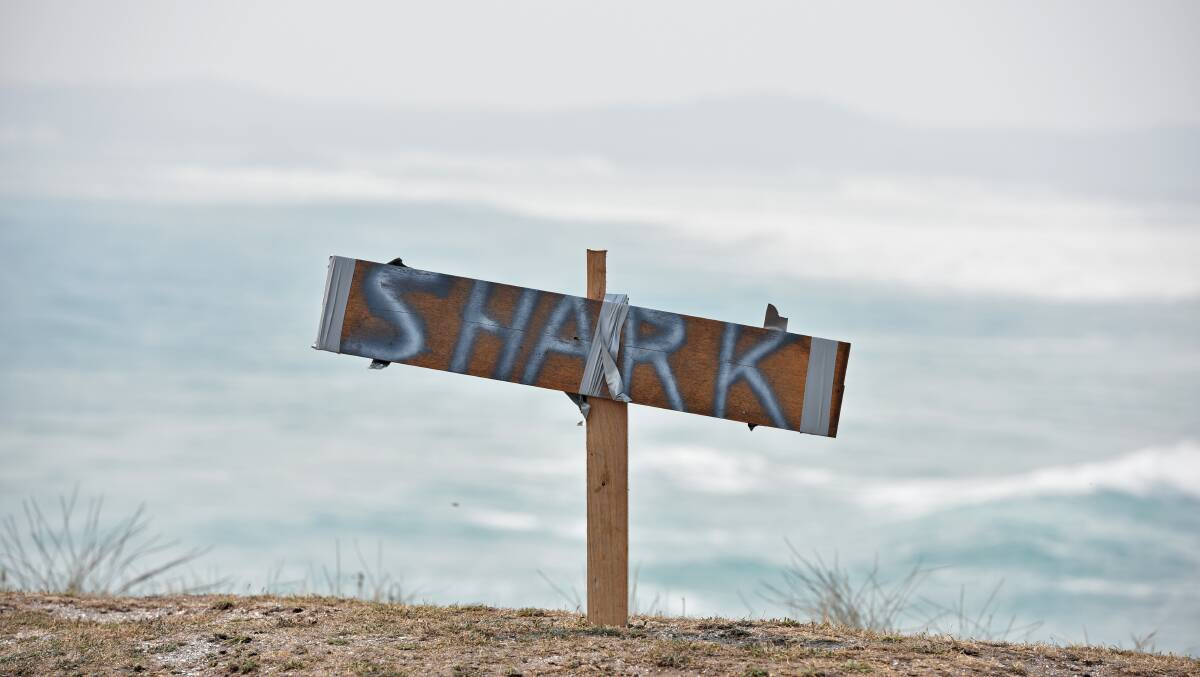 Sharks get a poor rap as heart conditions responsible for more than half of non drowning deaths at the beach. ACM file picture