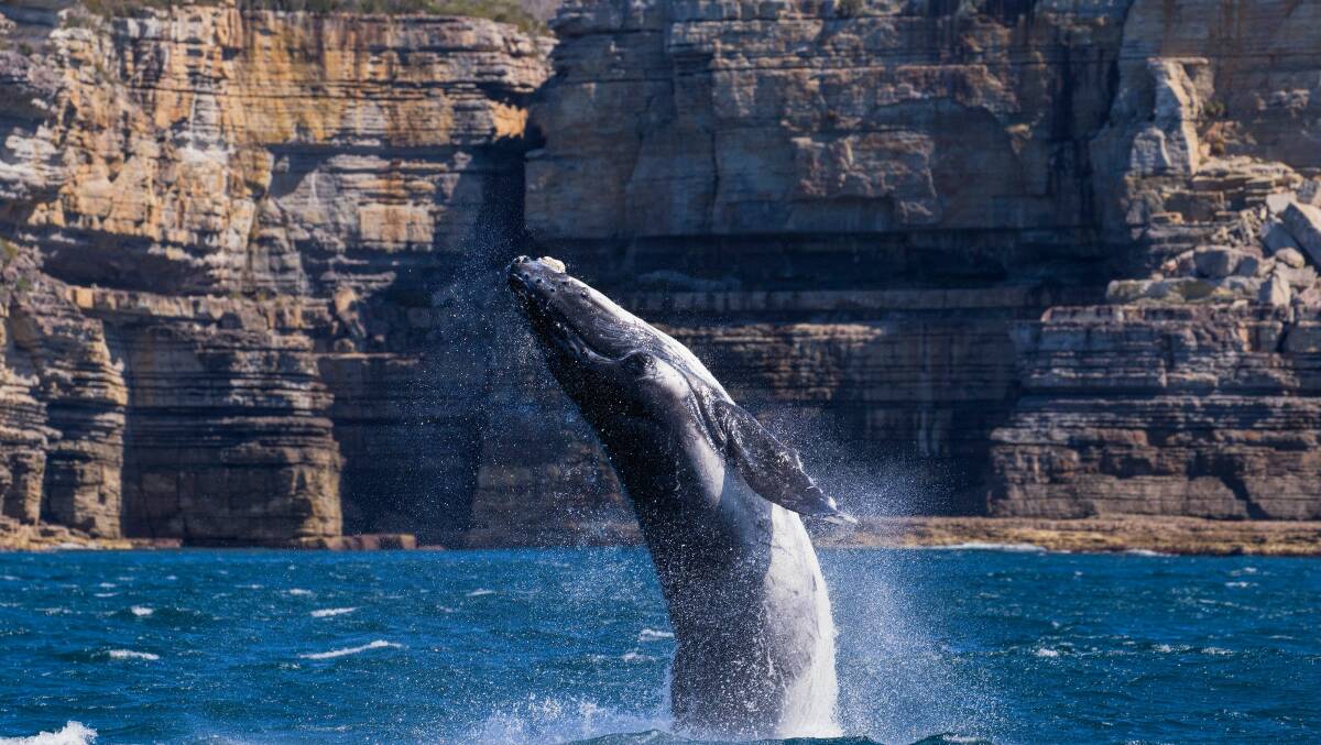 WHALE OF A TIME: Try swimming with these majestic giants. Image: Clout