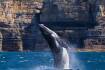 Escape to a winter wonderland of whales, vines food and fabulous scenery | VIDEO