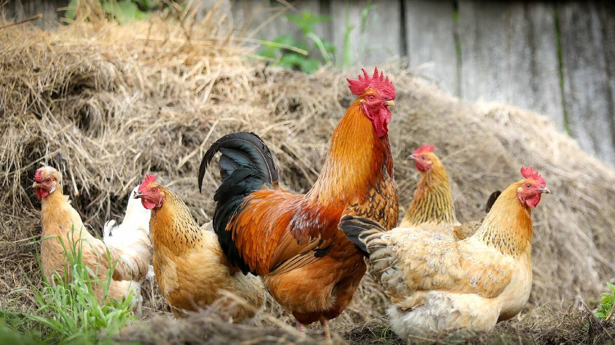  Backyard chooks and ducks have been linked to salmonella infections in people.