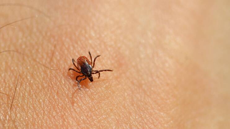 INFLAMMATION: Ticks could become a new weapon in the fight against inflammatory diseases.