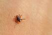 Tick saliva could provide treatment for arthritis, asthma