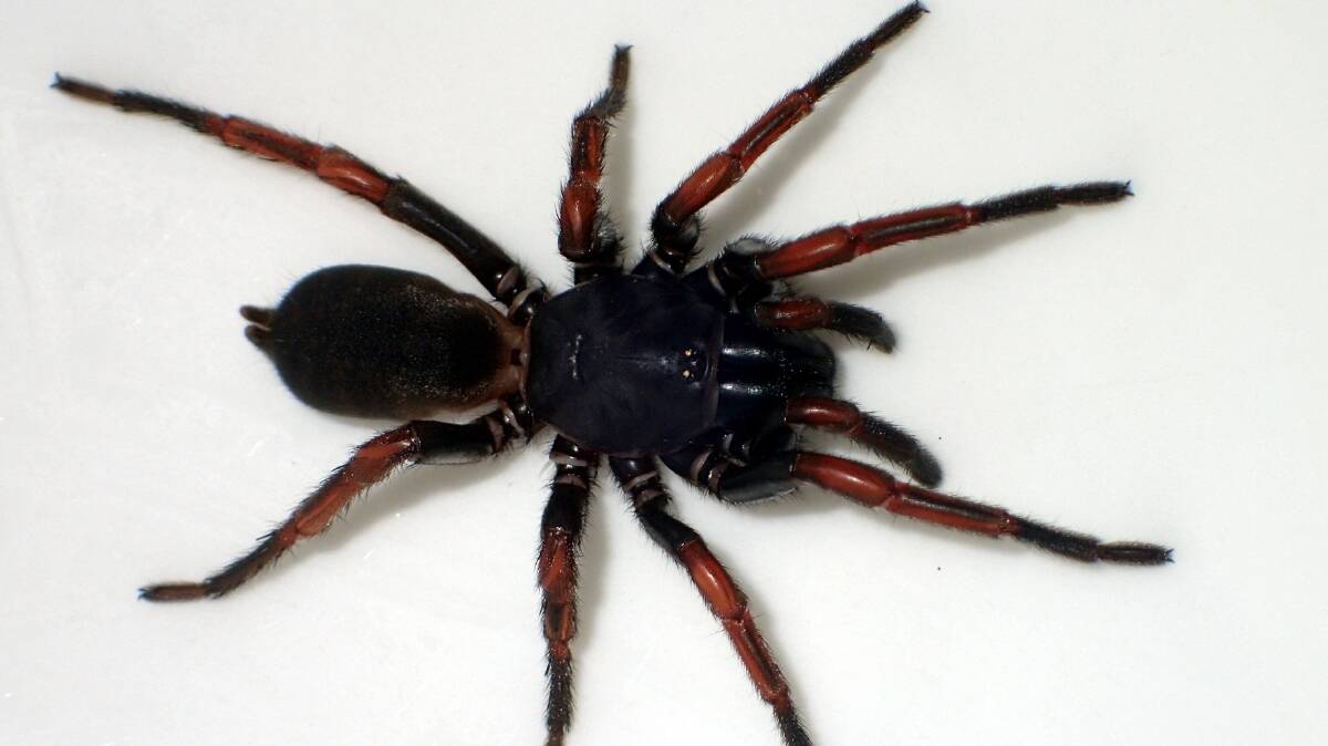 WEB FAME: Queensland Museum is giving you the chance to name a new species of spider.