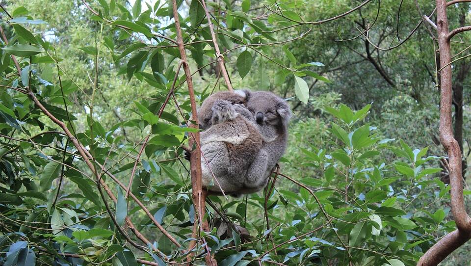 ARVO SNOOZE: See Koalas at the Daisy Hill Conservation Park