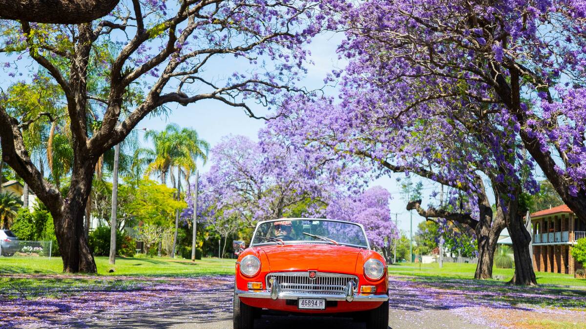 Jacarandas blooming in Grafton. Photo: Destination NSW 