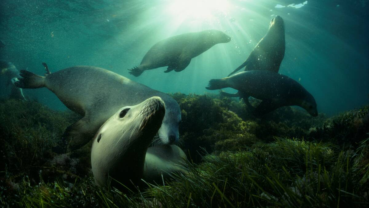 CAPTIVATING: David Doubilet's photo of seals is among the images on display at the 50 Greatest Wildlife Photographs Exhibition at Melbourne Zoo.