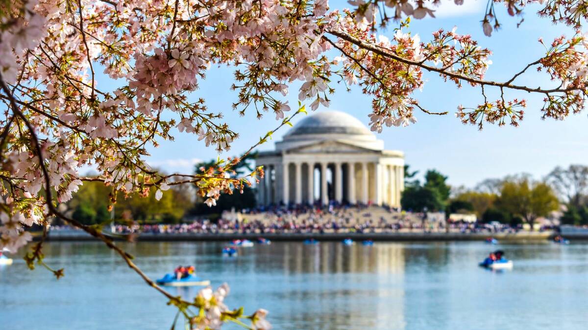 See the cherry trees in Washington DC blossoming by #Bloomcam #BloomCam.