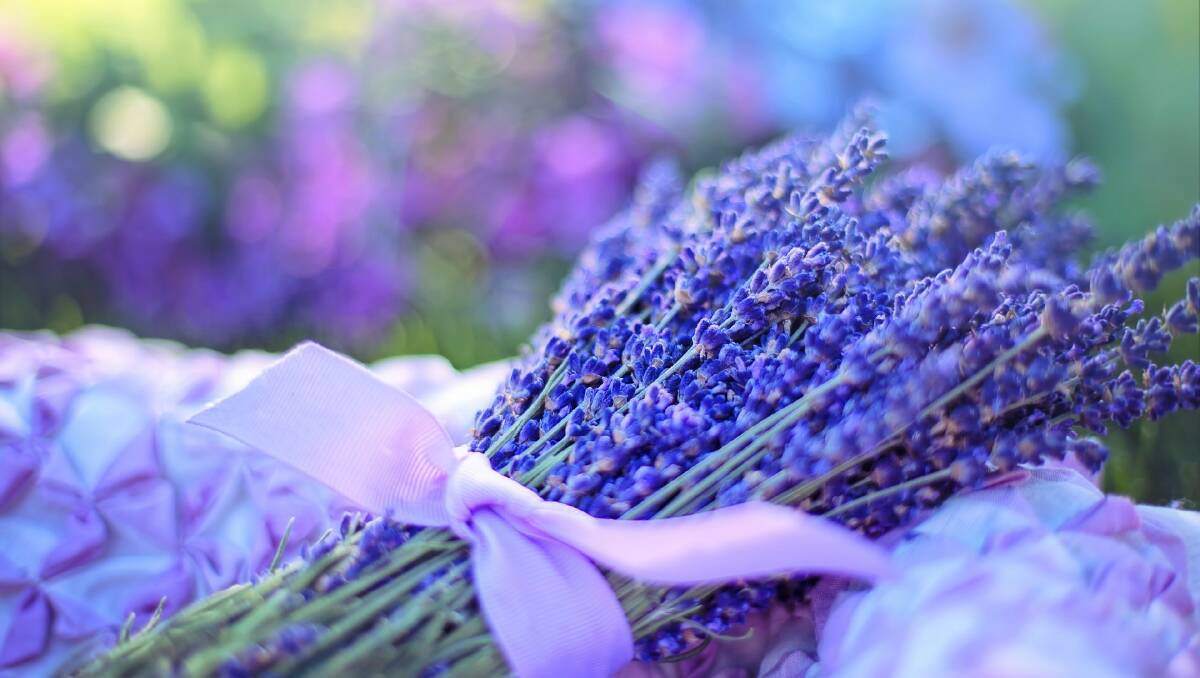 Flies are repelled by the scent of lavender.