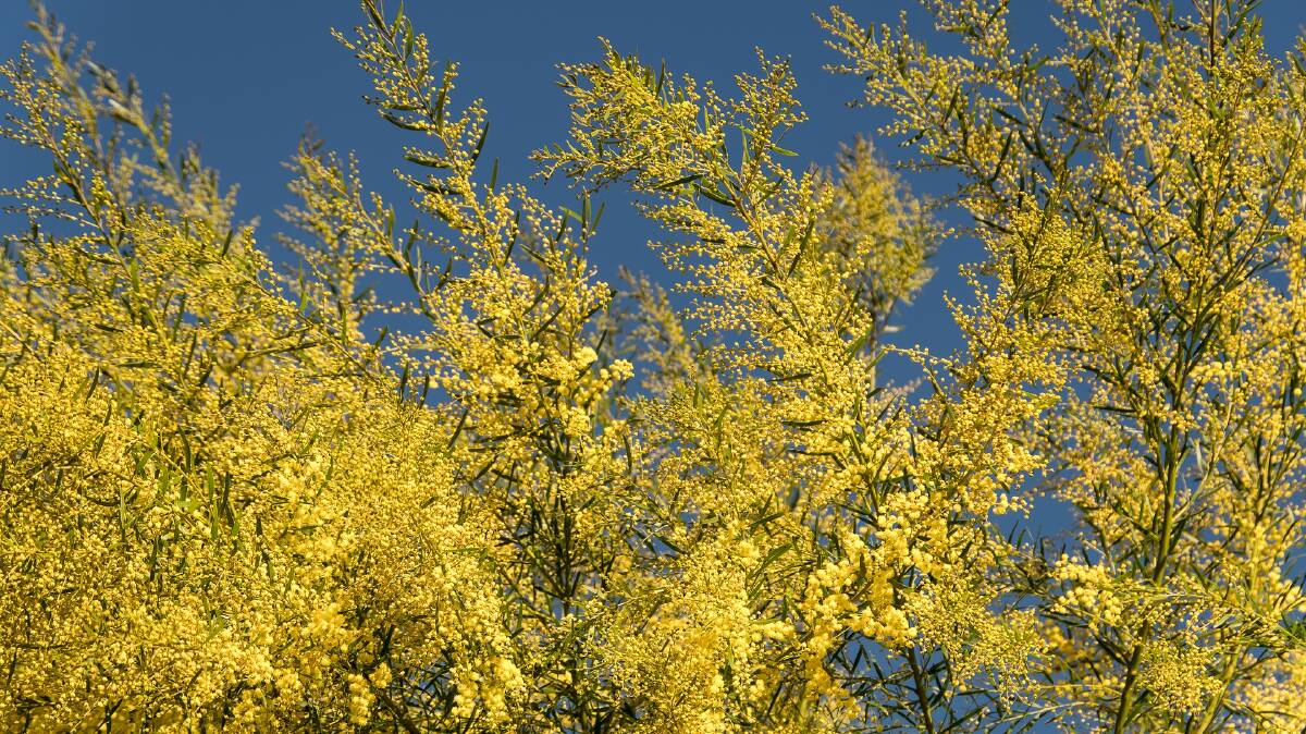 Many people find the beautiful wattle to be one of the first signs of the onset of spring allergies.