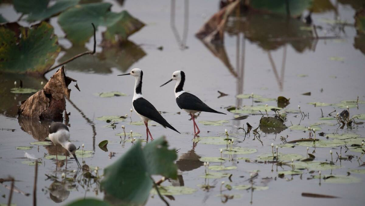 Water birds abound in Kakadu.